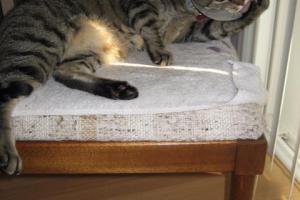 CAN YOU GROOM WITH A NECK CONE ON?