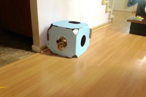 Me in my downstairs nap-&-hide place.