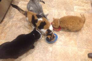 MID-MORNING SNACK: NEW BOWLS, BEST FOOD, LUCKY US Meowmuh looks for the best food for our mid-morning dry food snack.