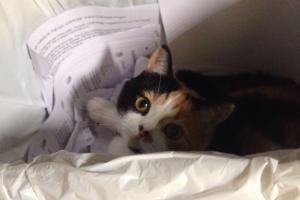 Working in the wastebasket.