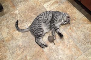 SPIRIT PLAYS WITH HIS FAV TOY, MOUSIE Spirit & his fav toy, Mousie