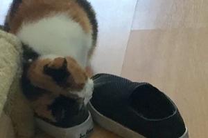 C ME RUBBING (MARKING) MY FRIEND'S SHOES C me rub (mark) against my friend, Yalila's, shoes