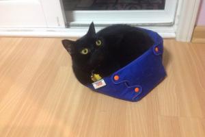 The newest cat bed...I most certainly do fit.