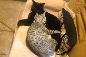 A CAT NAP TOGETHER IS ALWAYS SOMEHOW BETTER... A cat nap TOGETHER is always somehow better....