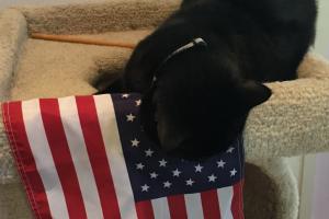 This is 4 the 4th? Is this the star spangled thing?