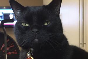 I DIDN'T SEE ANY SPECIAL TREATMENT Were we supposed to get special treatment on International Cats' Day