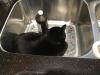 Catching a few zzzz's in the kit-chen sink.